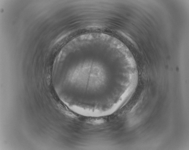 X0000070351015200607072033