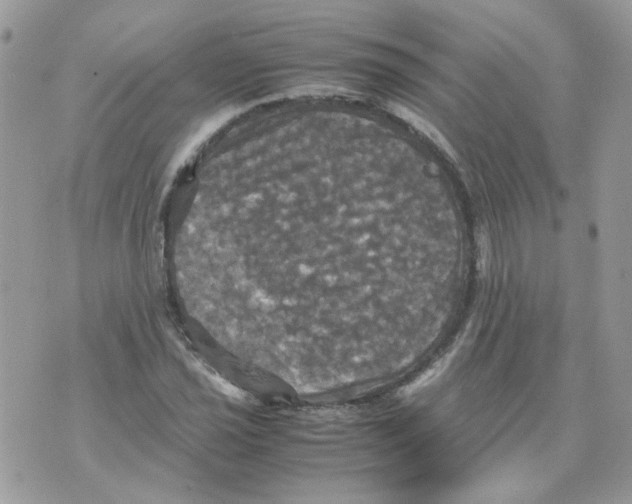 X0000070351021200607072033