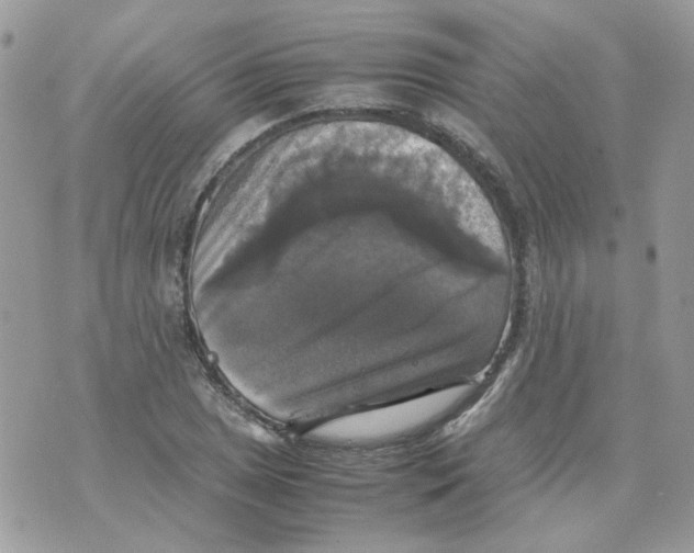 X0000070351025200607072033