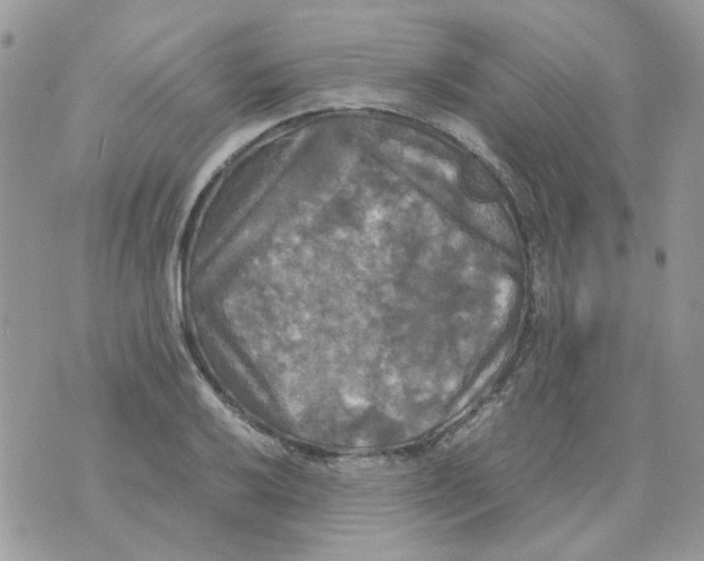 X0000070351032200607072033