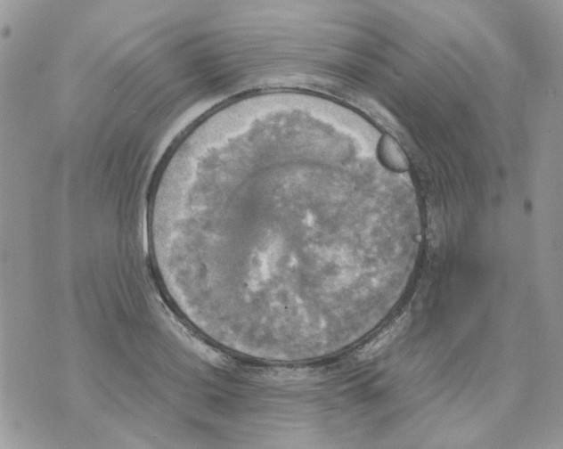 X0000070351036200607072033