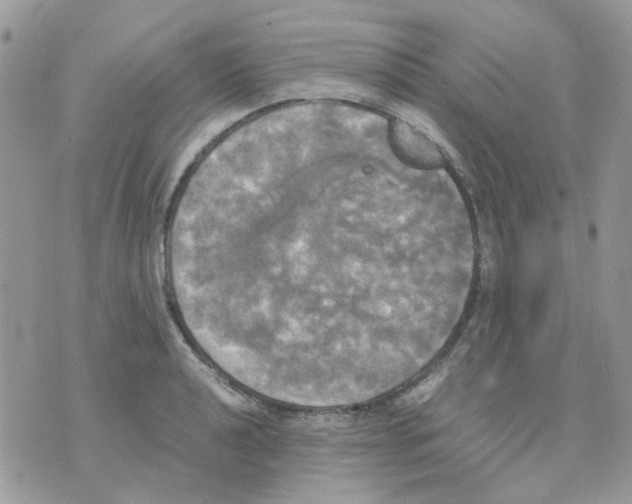 X0000070351040200607072033