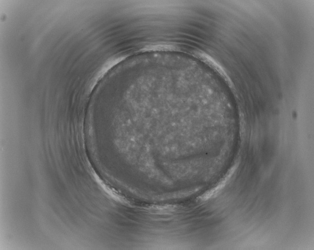 X0000070351041200607072033