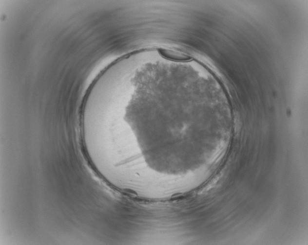 X0000070351048200607072033