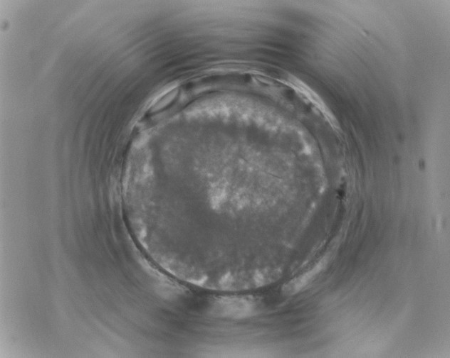 X0000070351049200607072033