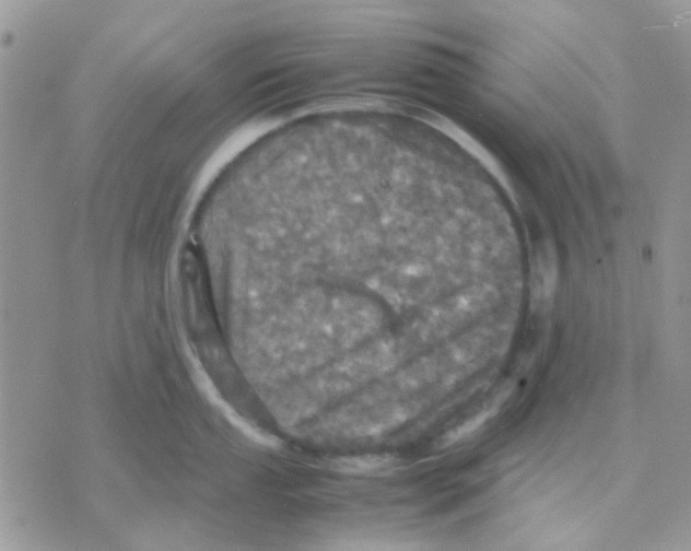 X0000070351053200607072033