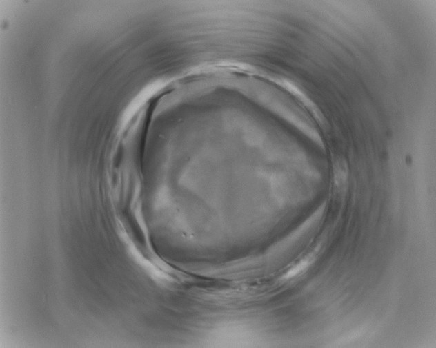 X0000070351054200607072033