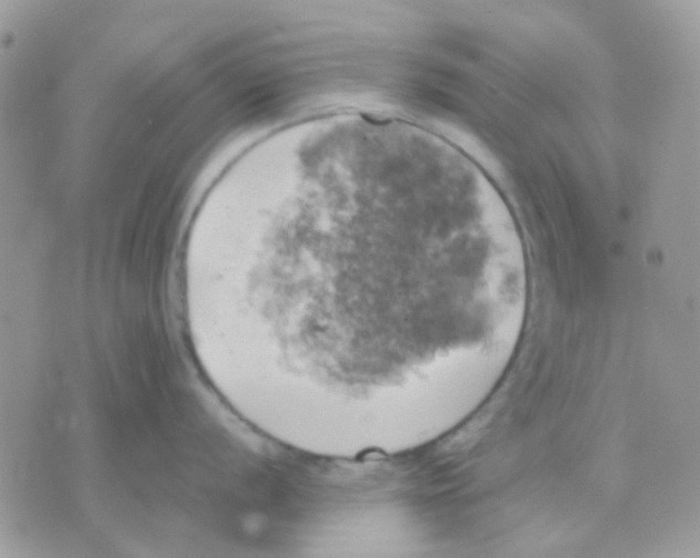 X0000070351056200607072033