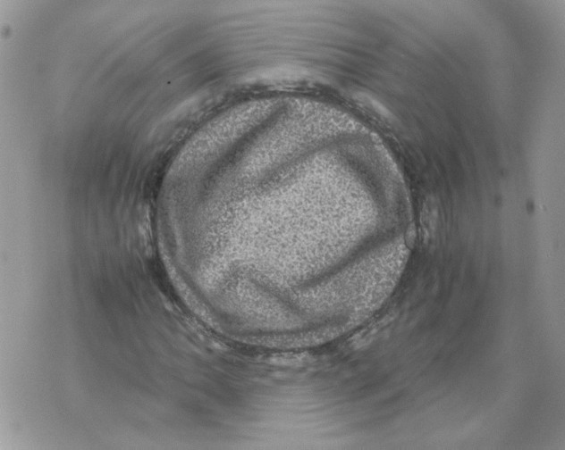 X0000070351062200607072032