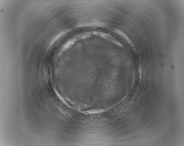 X0000070351064200607072032