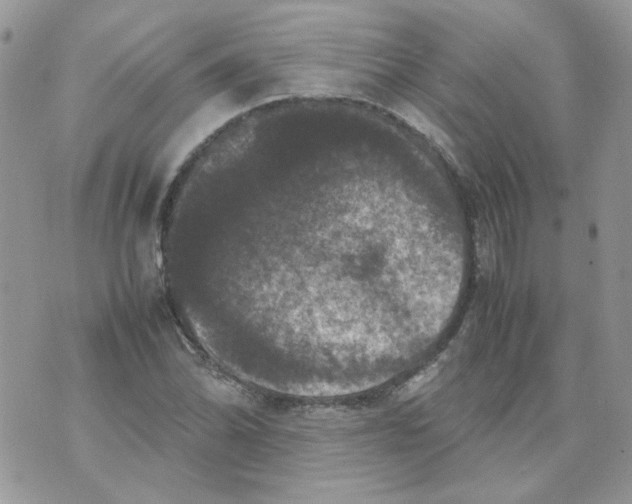 X0000070351070200607072032