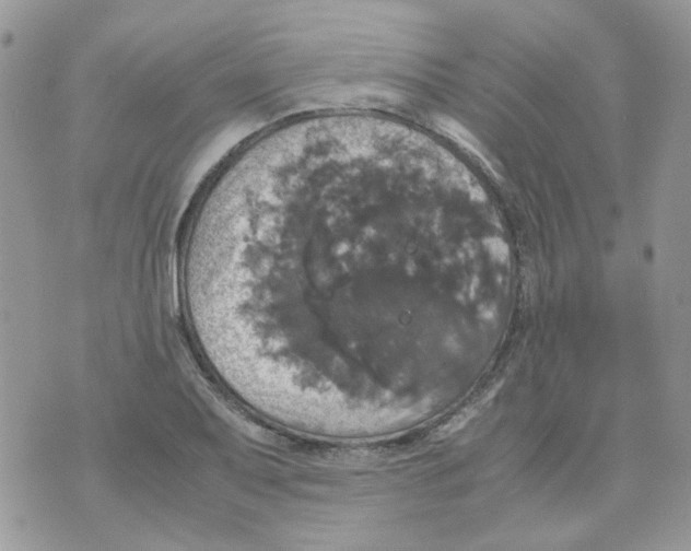 X0000070351079200607072032