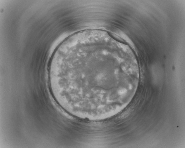 X0000070351096200607072032