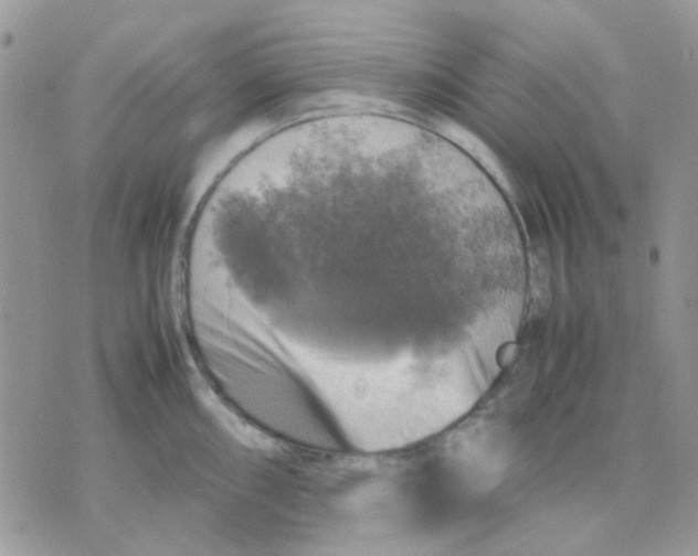 X0000070351098200607072032