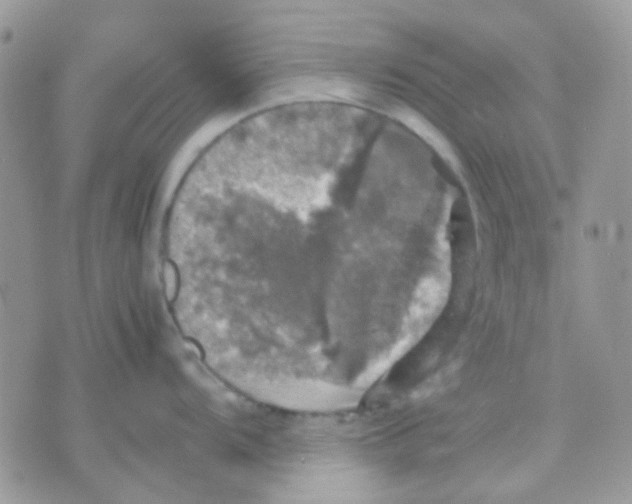 X0000070351104200607072032