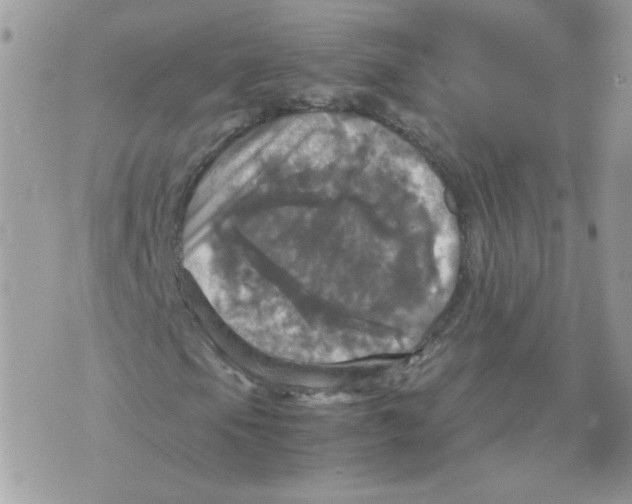 X0000070351105200607072031