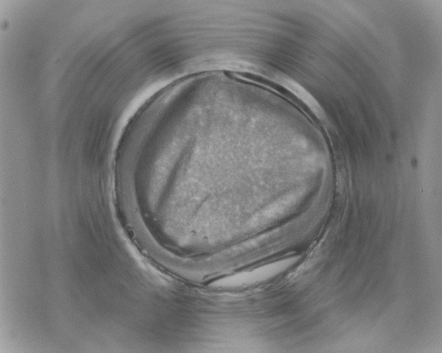 X0000070351144200607072032