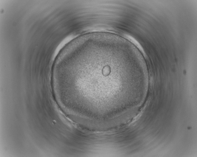 X0000070351146200607072032