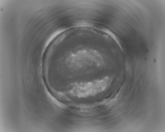 X0000070351147200607072032