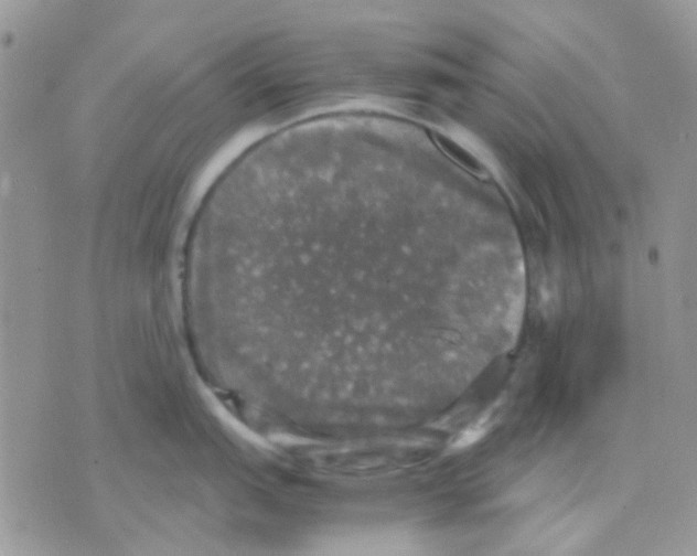 X0000070351151200607072032