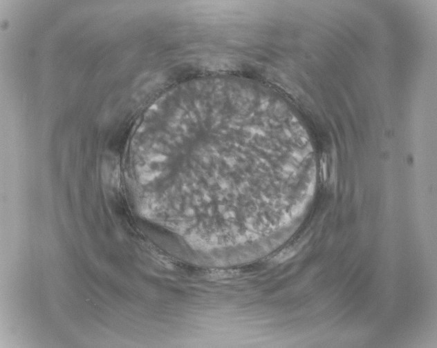 X0000070351251200607072029