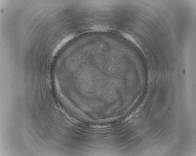 X0000070351307200607072028