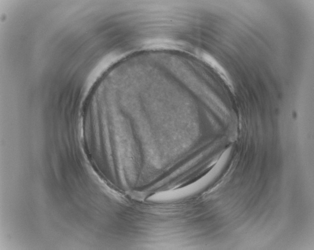 X0000070351376200607072027
