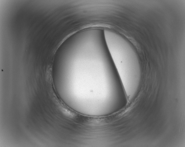 X0000070361369200606090749
