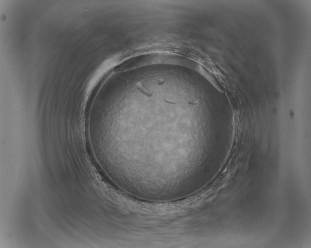 X0000070360006200606091043