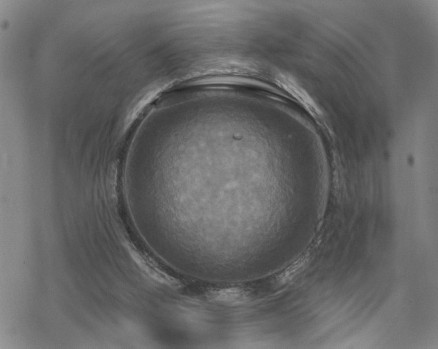 X0000070360058200606091042