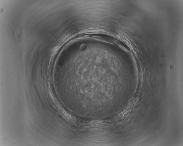 X0000070360145200606091040