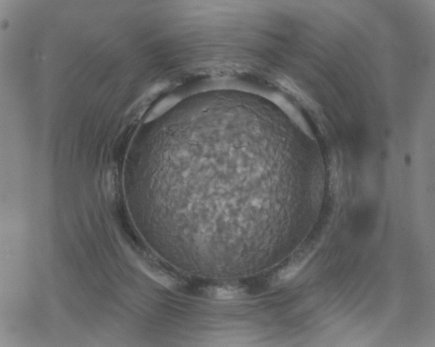 X0000070360165200606091040