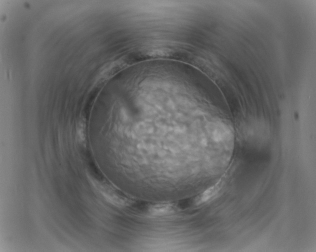 X0000070360175200606091040