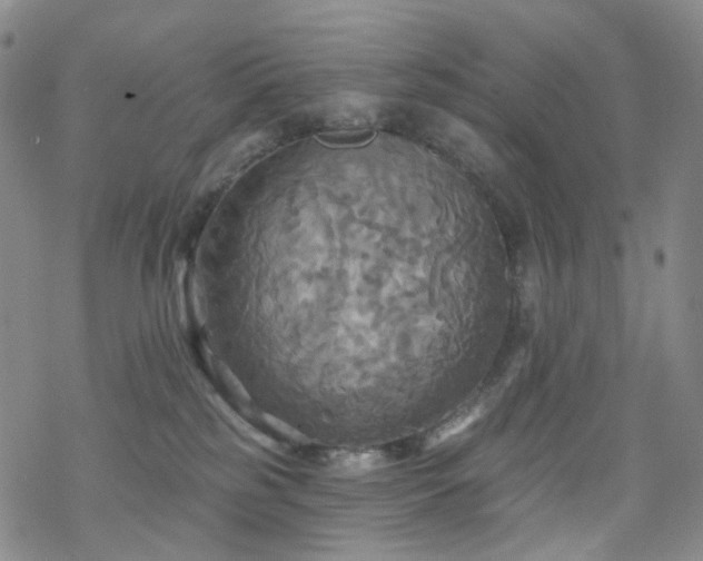 X0000070360185200606091041