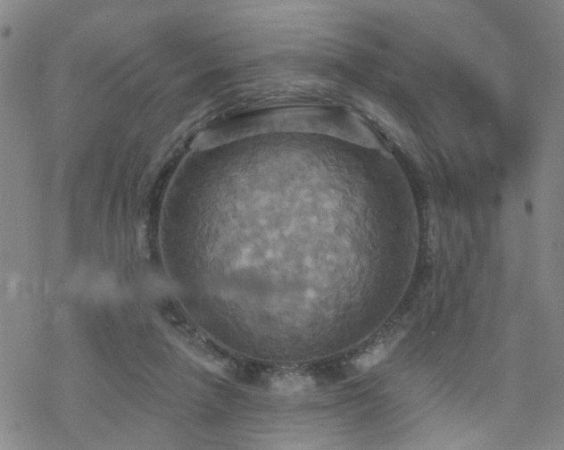 X0000070360258200606091039