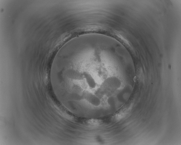 X0000070360261200606091039