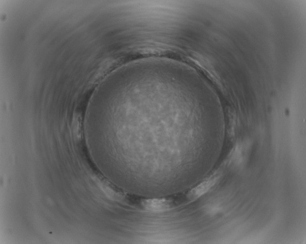 X0000070360273200606091039