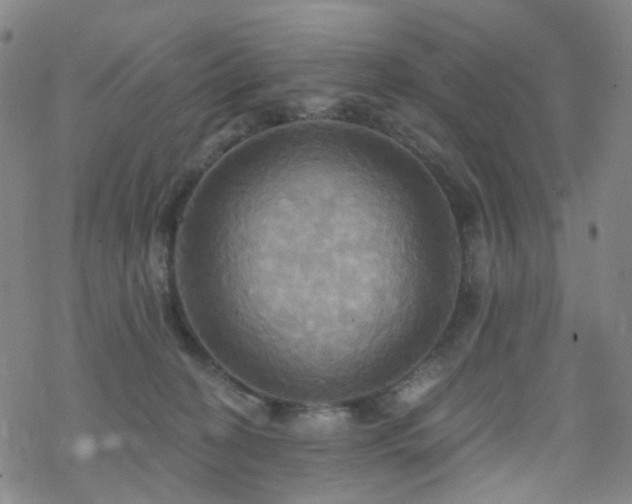 X0000070360274200606091039