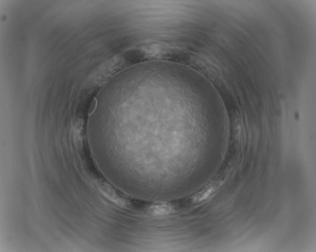 X0000070360275200606091039