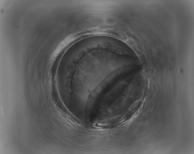 X0000070360295200606091038