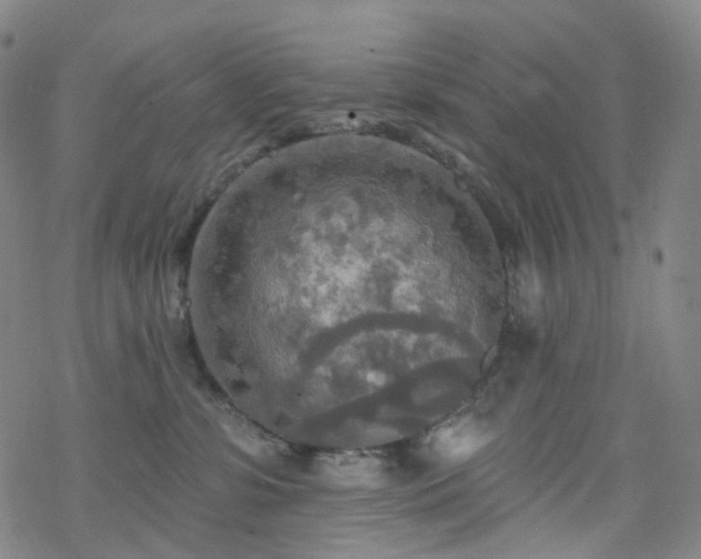 X0000070360331200606091038