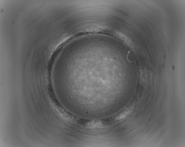 X0000070360354200606091037