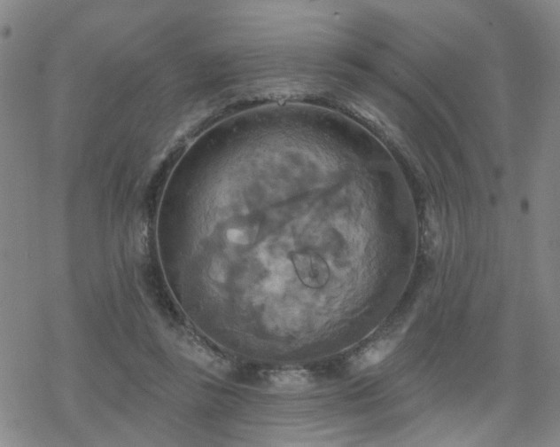 X0000070360355200606091037