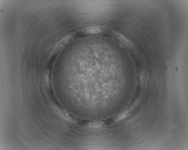 X0000070360373200606091037