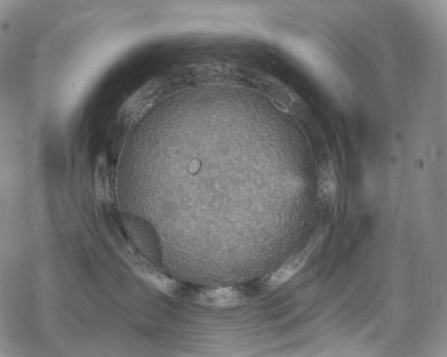 X0000070360431200606091036