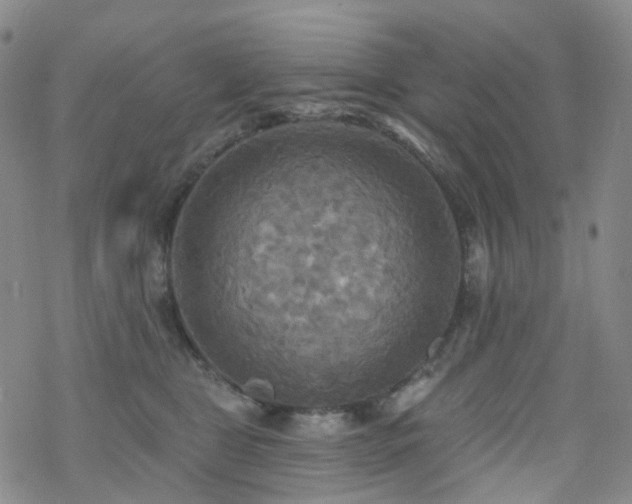 X0000070360469200606091036