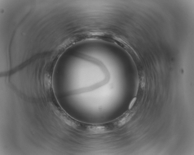 X0000070360476200606091036