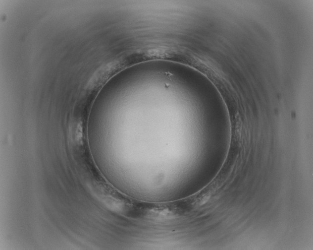 X0000070360502200606091035