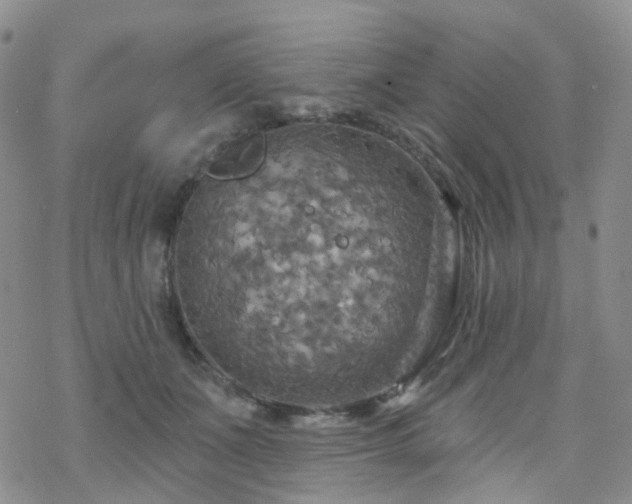 X0000070360511200606091035