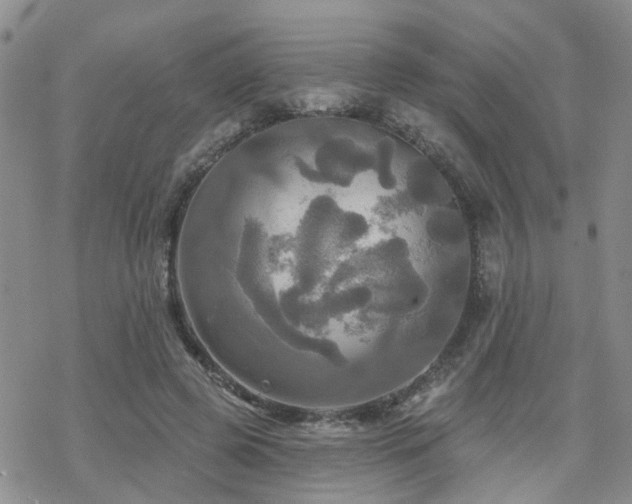 X0000070360545200606091034